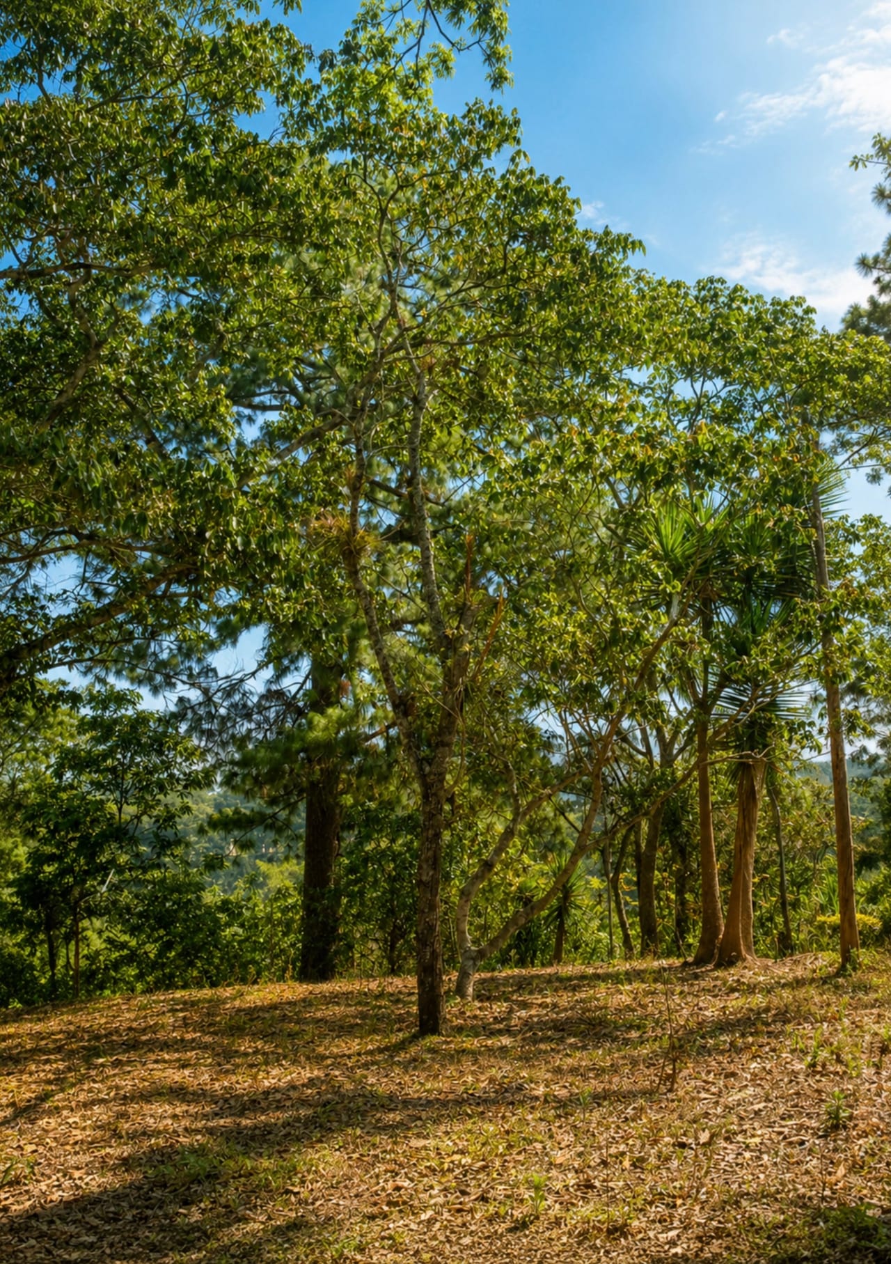Terreno en Venta Jardines de San Isidro - Zona 16 â Terreno en Venta en Jardines de San Isidro, Zona 16, Guatemala, Ciudad â foto 5 de 6