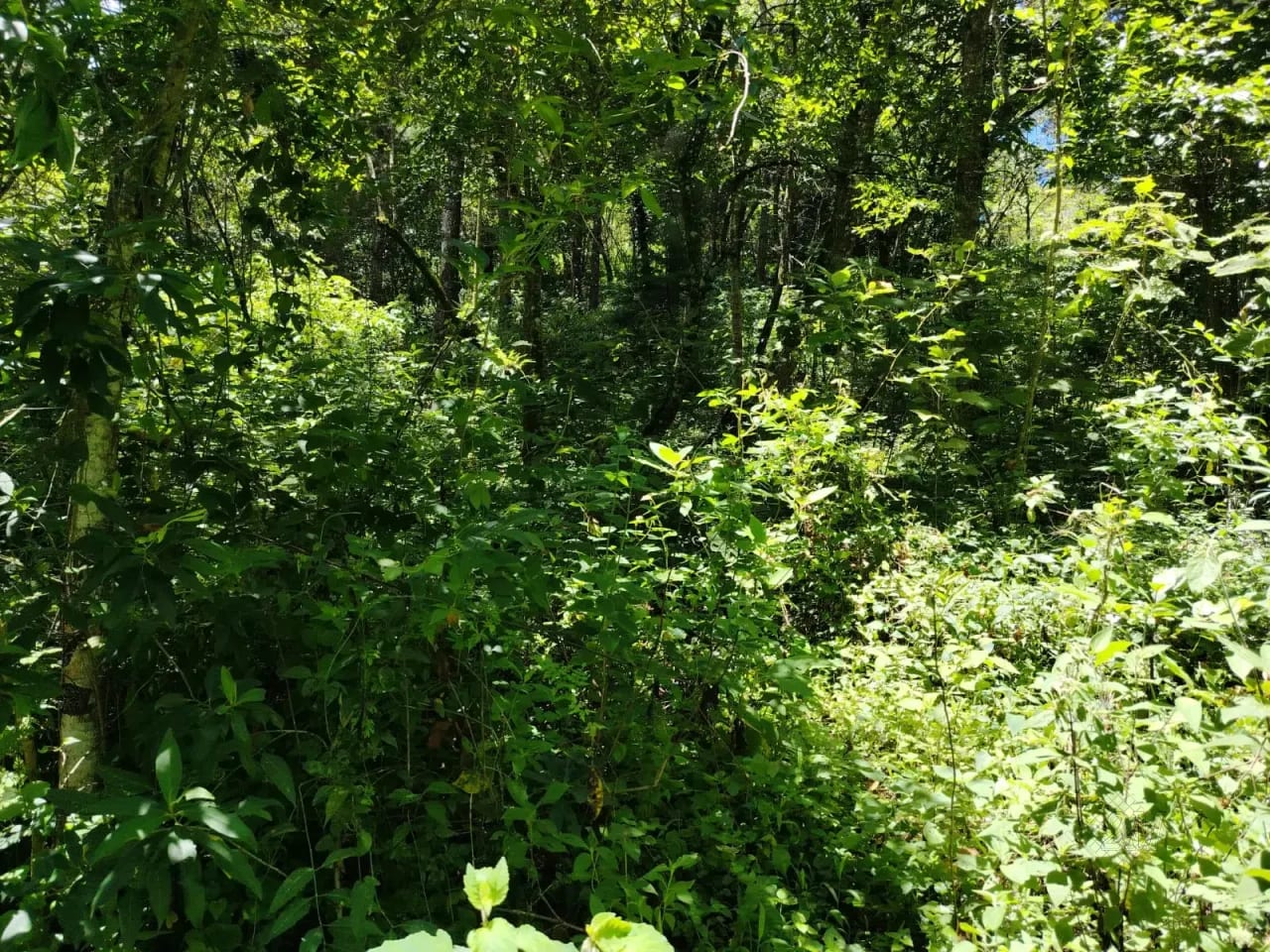 Vendo Terreno en Aldea el Platanar San Jose Pinula, a la Par del Colegio de AgronomĂa Itpa — Terreno en Venta en San JosĂ© Pinula, Guatemala, Ciudad — foto 3 de 3