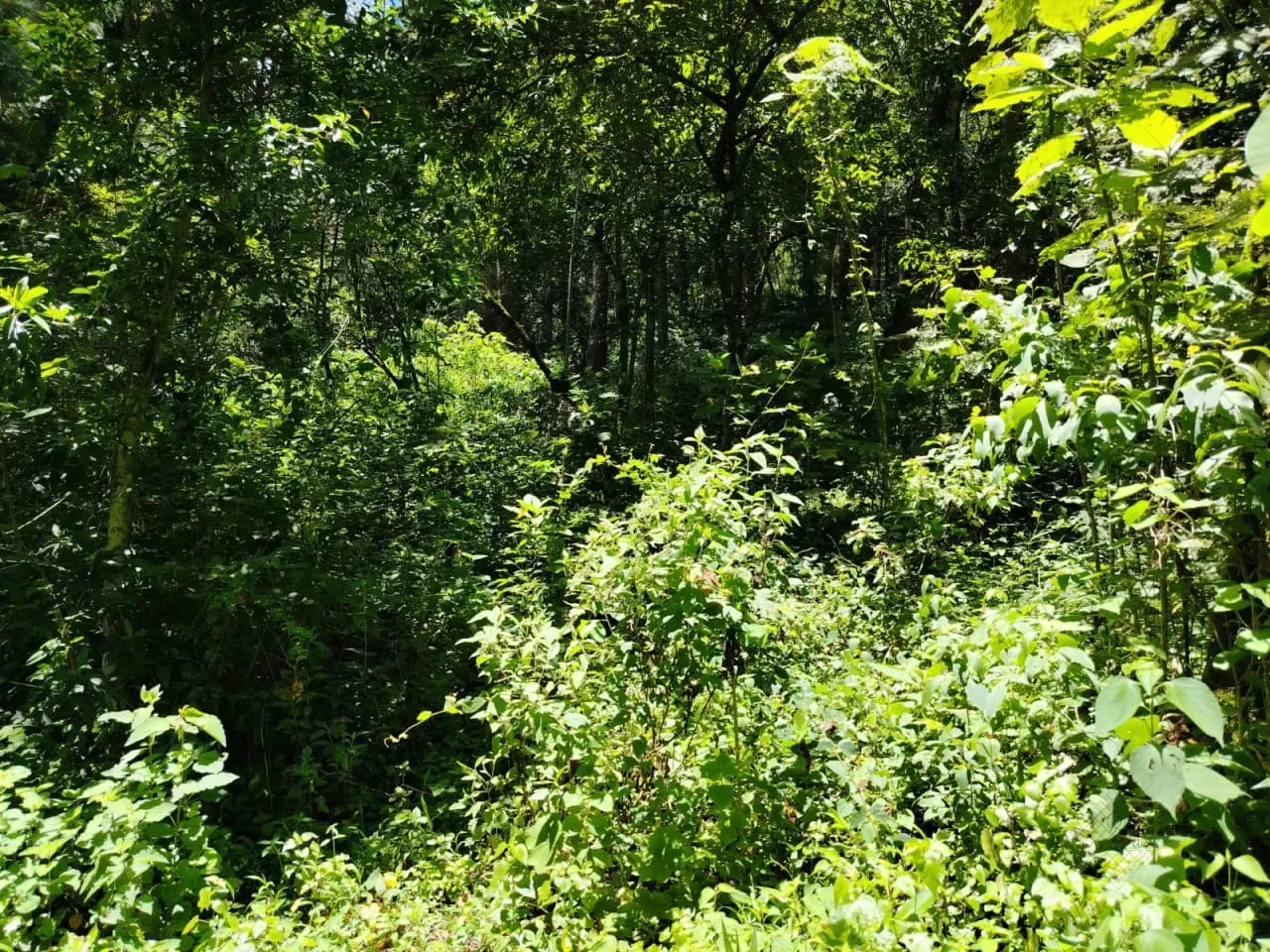 Vendo Terreno en Aldea el Platanar San Jose Pinula, a la Par del Colegio de AgronomĂa Itpa — Terreno en Venta en San JosĂ© Pinula, Guatemala, Ciudad — foto 2 de 3